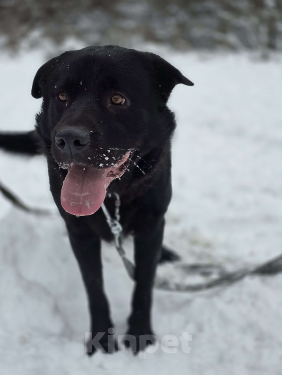 Собаки в Королеве: Обаятельный Чарли, метис лабрадора ищет дом Мальчик, Бесплатно - фото 8