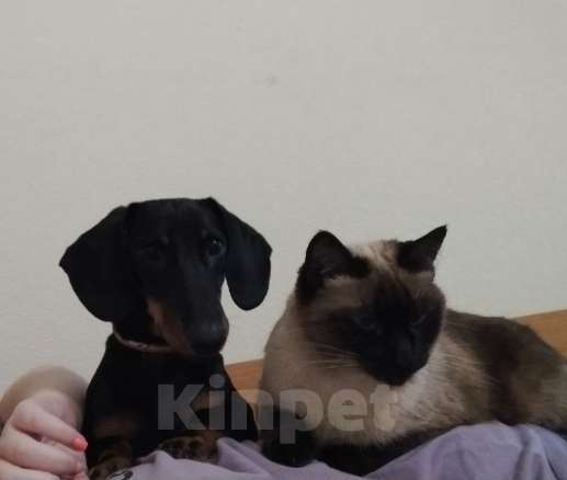 Собаки в Ростове-на-Дону: Активный такса Форсаж Мальчик, Бесплатно - фото 2