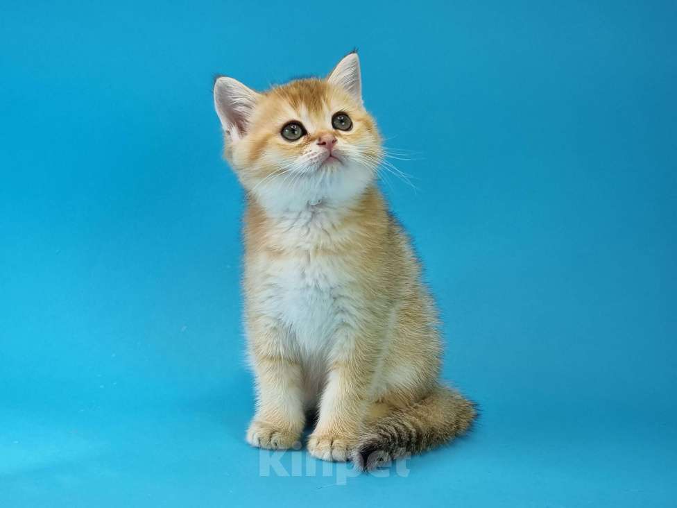 Кошки в Москве: Шотландский котенок Ирвин Мальчик, 20 000 руб. - фото 1