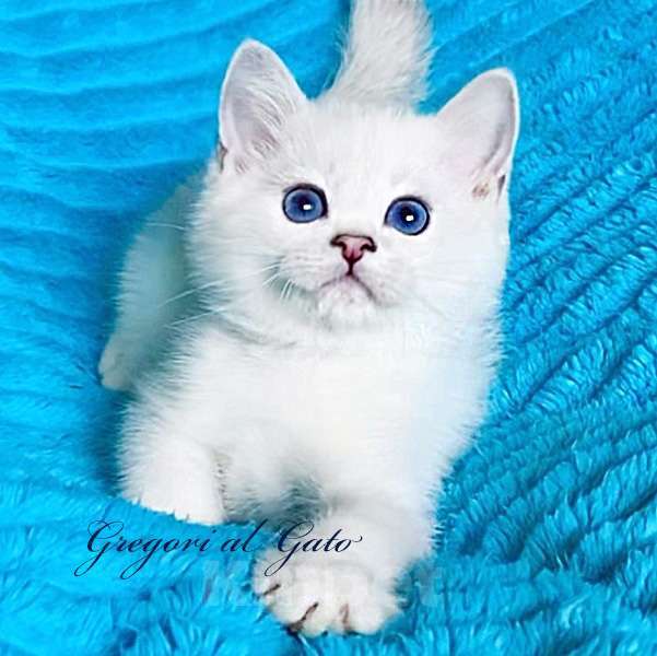 Кошки в Москве: Британская шиншилла котята шоу-класс Мальчик, 45 000 руб. - фото 3