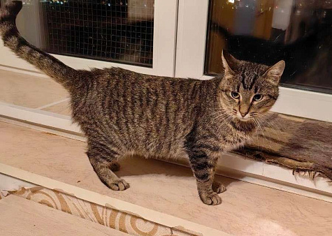 Пружинка ищет маму и папу