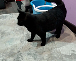 Кошки в Ковровом: Кот чёрный, ласковый Мальчик, 1 руб. - фото 2