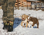 Собаки в Саратове: Американские булли, Питомник Мальчик, 60 000 руб. - фото 3