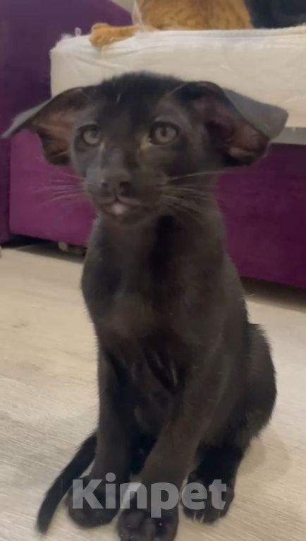 Кошки в Челябинске: Ориентальный мальчик  Мальчик, 190 000 руб. - фото 2