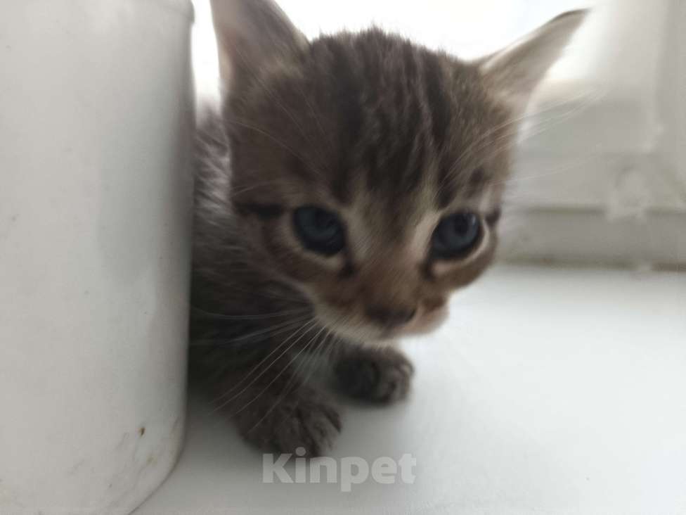 Кошки в Москве: Антистресс Мальчик, Бесплатно - фото 4