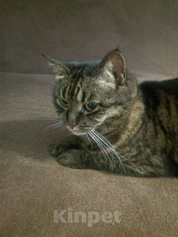 Кошки в Красногорске: Продаю Кошку  Девочка, 1 руб. - фото 3