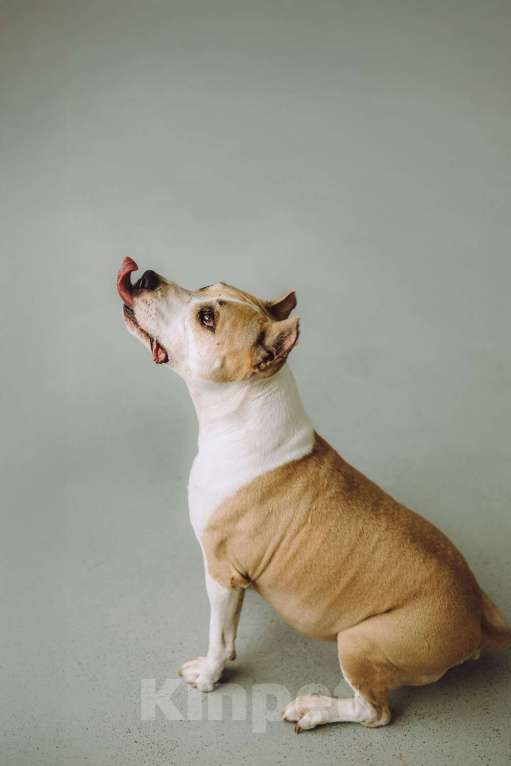 Собаки в Москве: Совершенно очаровательная стаффочка по имени Сара ищет дом Девочка, 1 руб. - фото 4