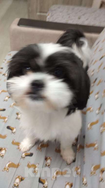 Собаки в Новороссийске: непоседа ШИ-ТЦУ Мальчик, 20 000 руб. - фото 6