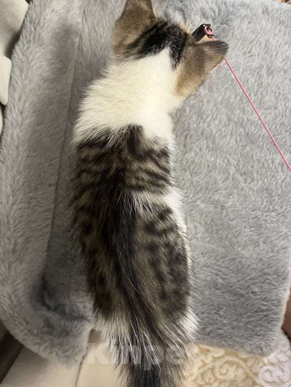 Кошки в Ростове-на-Дону: Манчкин long Девочка, 25 000 руб. - фото 4