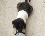 Собаки в Реутове: Девочка-щеночек в добрые руки Девочка, 1 руб. - фото 3