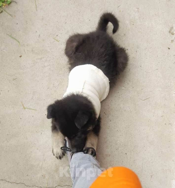 Собаки в Реутове: Девочка-щеночек в добрые руки Девочка, 1 руб. - фото 3