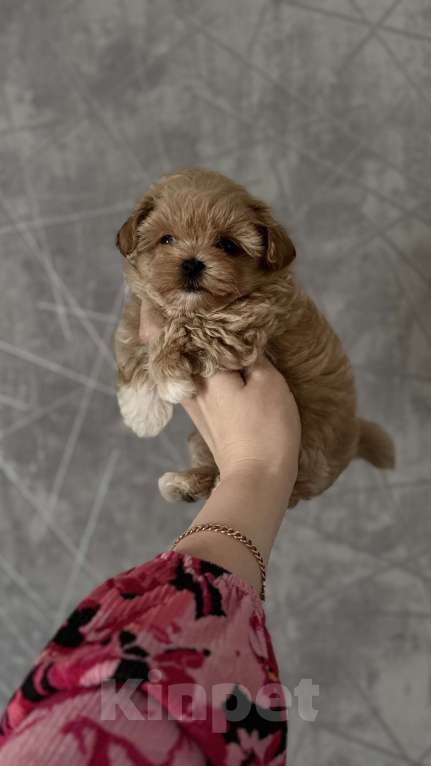 Собаки в Москве: Мальтипу f1 мини Девочка, 300 000 руб. - фото 3