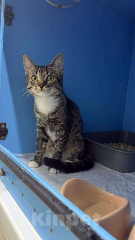 Кошки в Москве: Котёнок Яся ищет чудесный дом Девочка, 33 руб. - фото 6