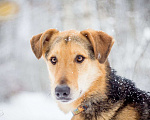 Собаки в Москве: Джой Мальчик, Бесплатно - фото 15
