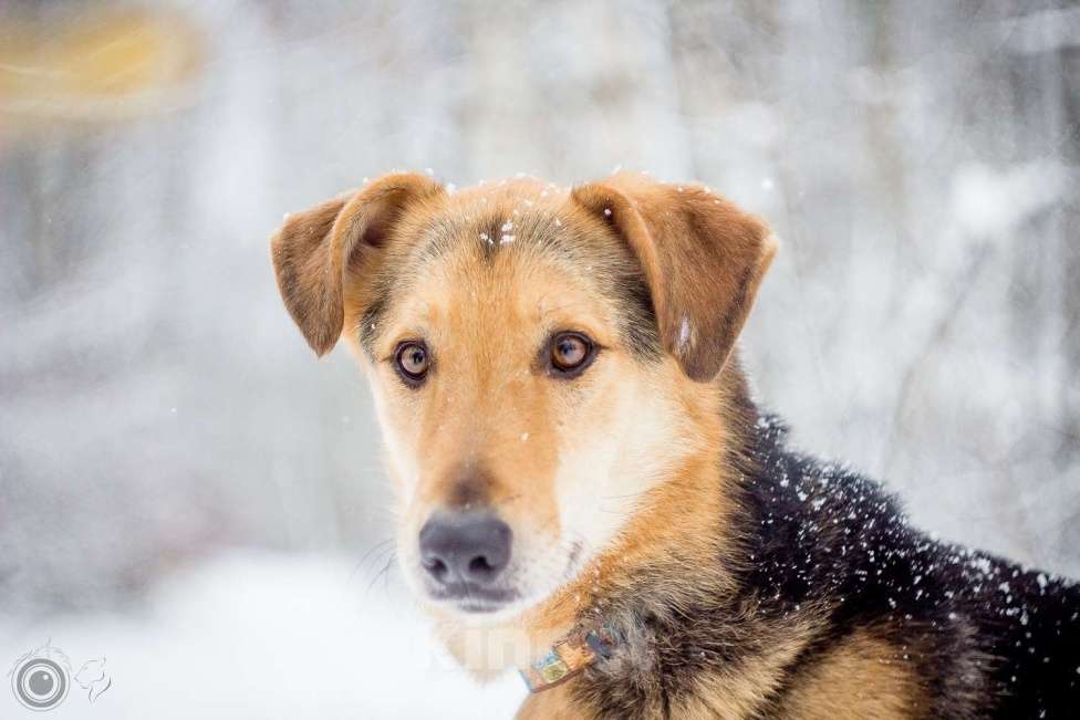 Собаки в Москве: Джой Мальчик, Бесплатно - фото 15