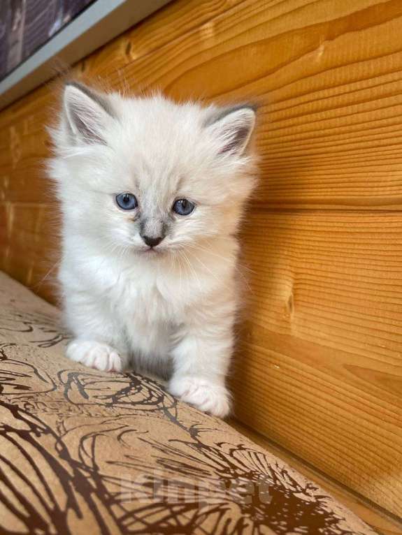 Кошки в Балашихе: Котенок Невский маскарадный  Мальчик, 25 000 руб. - фото 3