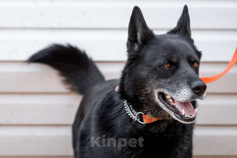 Собаки в Москве: Кама Девочка, Бесплатно - фото 9