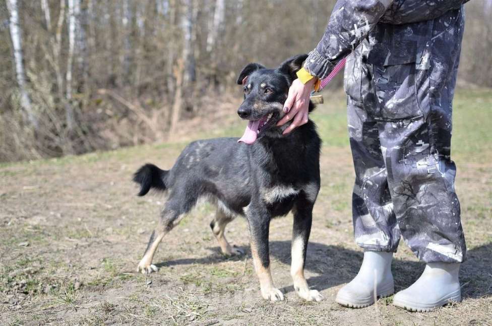 Собаки в Ногинске: Активная, позитивная и очень контактная собачка Нора ждет свою семью в приюте. Девочка, Бесплатно - фото 3
