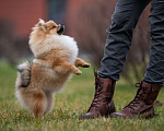 Собаки в Москве: Щенок померанского шпица, девочка Девочка, 60 000 руб. - фото 2