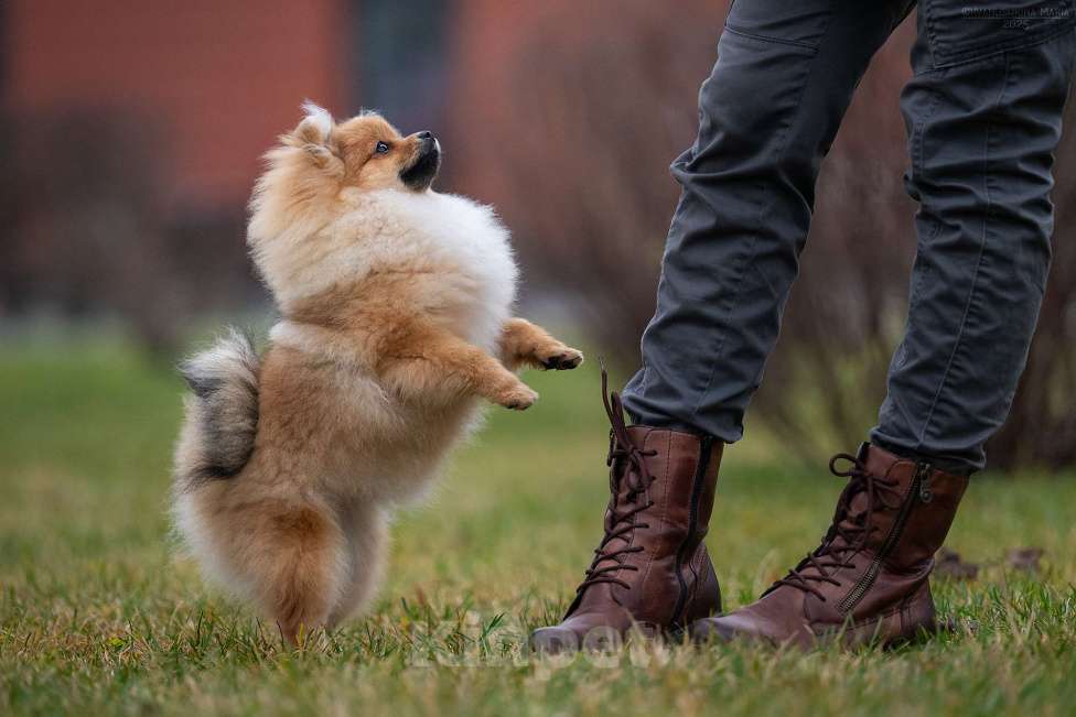 Собаки в Москве: Щенок померанского шпица, девочка Девочка, 60 000 руб. - фото 2