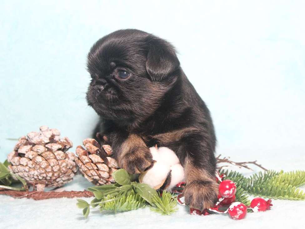 Собаки в Санкт-Петербурге: Красотка Девочка, 80 000 руб. - фото 5