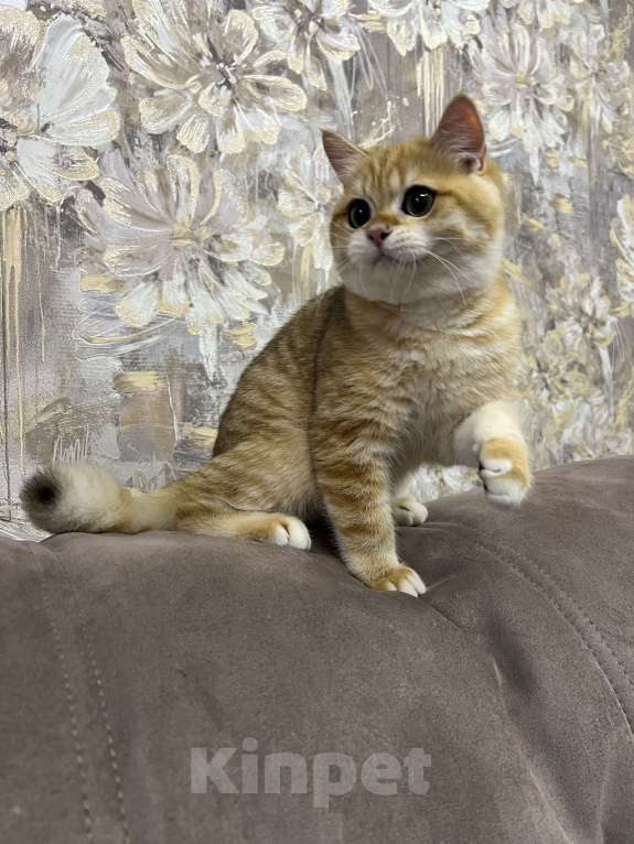 Кошки в Санкт-Петербурге: Британский котенок Мальчик, 45 000 руб. - фото 4