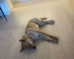 Собаки в Звенигороде: Рыжий пес Лис ищет дом  Мальчик, 1 руб. - фото 2