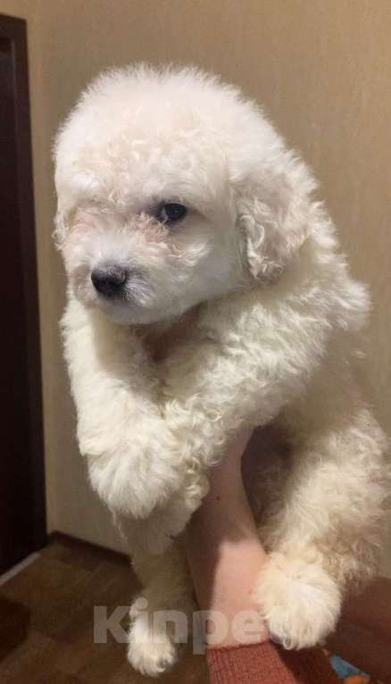 Собаки в Ростове-на-Дону: Шикарный белый мальчишка пули Мальчик, 50 000 руб. - фото 3