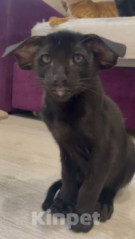 Кошки в Челябинске: Ориентальный мальчик  Мальчик, 190 000 руб. - фото 10