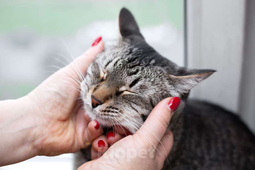 Кошки в Москве: Полосатый ласковый кот Шпрот в добрые руки Мальчик, 1 руб. - фото 4
