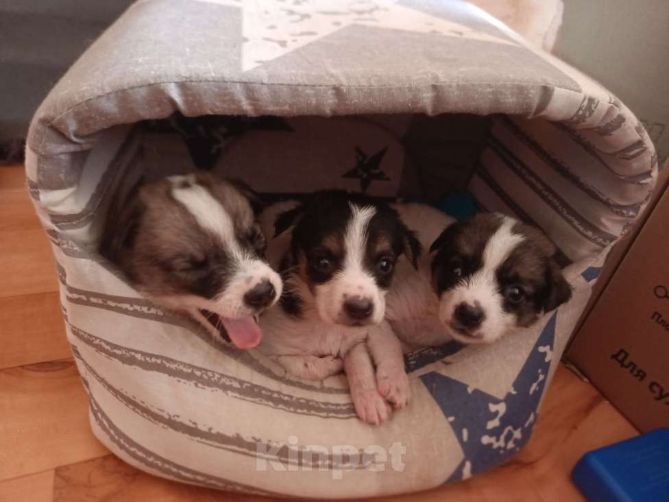 Собаки в Астрахани: 3 девочки ищут любящие семьи Девочка, Бесплатно - фото 9