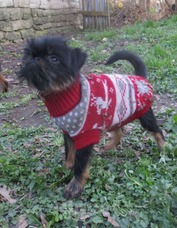 Собаки в Пскове: Девочка бельгийский гриффон Девочка, 55 000 руб. - фото 3