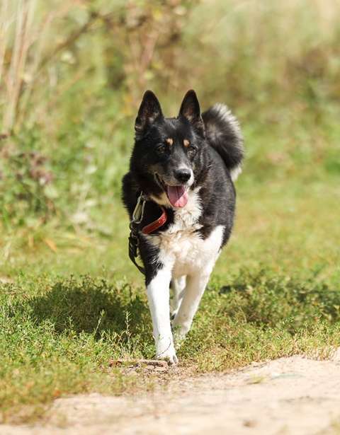 Собаки в Москве: Солнечная собака Бимочка в добрые руки Девочка, Бесплатно - фото 4