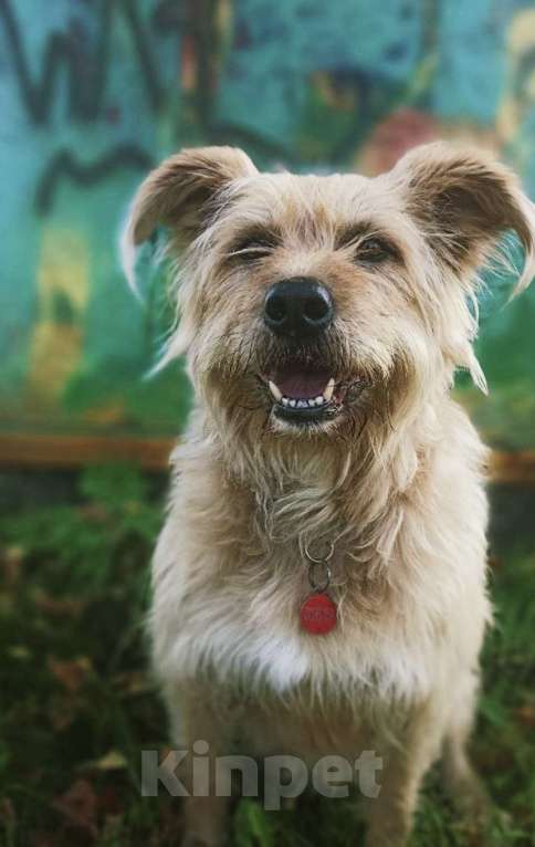 Собаки в Москве: Замечательная Лиза в добрые руки.  Девочка, Бесплатно - фото 7