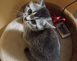 Кошки в Ейске: Продаю шиншилловые котенка Мальчик, 15 000 руб. - фото 5