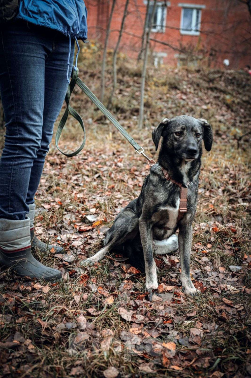 Собаки в Москве: Степа Мальчик, Бесплатно - фото 8