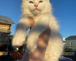 Кошки в Москве: Белый котёнок мейн кун из питомника Мальчик, 120 000 руб. - фото 1