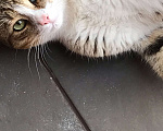 Кошки в Самаре: "Дом и любовь ищут котика: помогите коту найти свой новый дом!" Мальчик, Бесплатно - фото 1