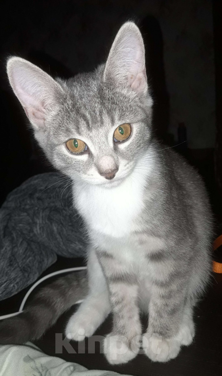 Кошки в Барнауле: Милая маленькая кошечка Девочка, Бесплатно - фото 3