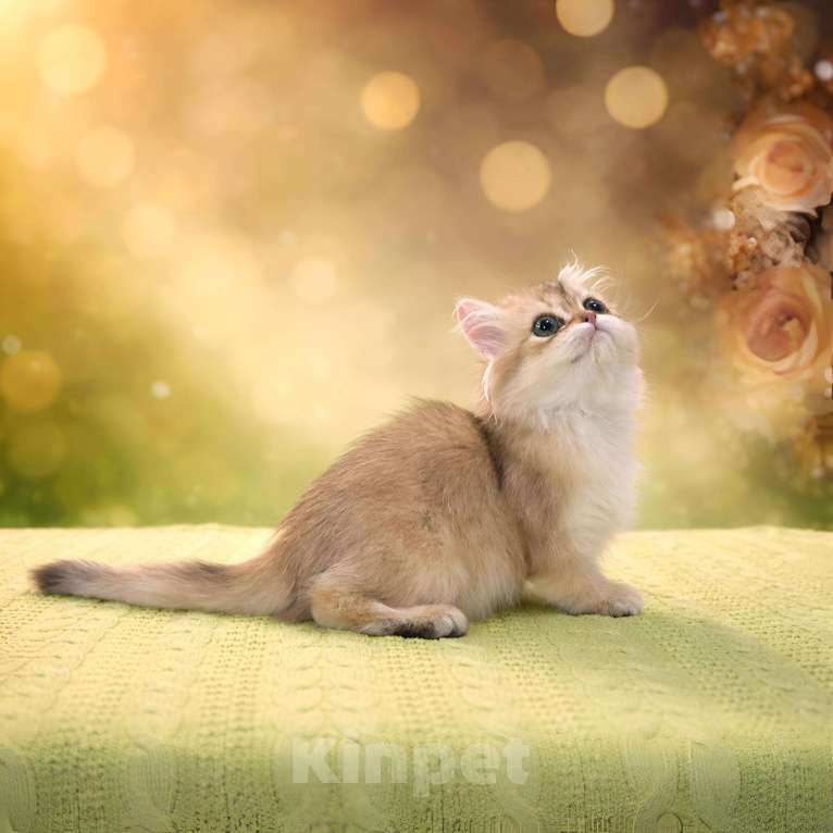 Кошки в Москве: Британская золотая короткошерстная Девочка, 40 000 руб. - фото 2