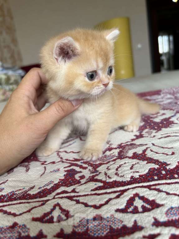 Кошки в Казани: Котик Мальчик, 25 000 руб. - фото 2