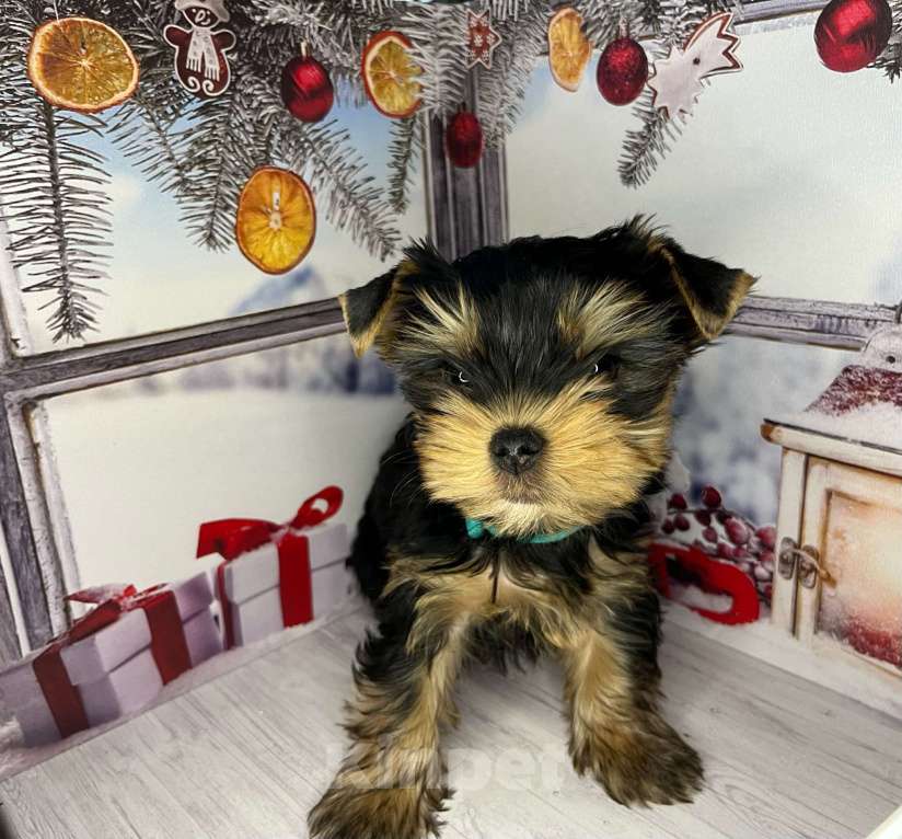 Собаки в других городах Московской области: Нельсон Мальчик, 40 000 руб. - фото 3