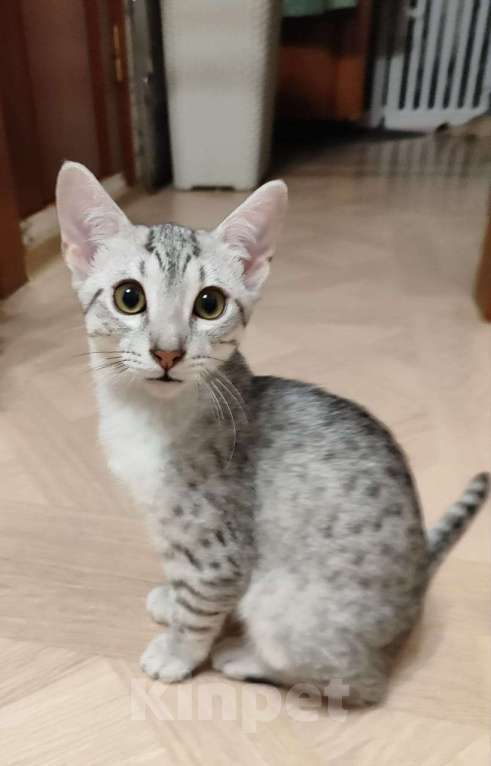 Кошки в Санкт-Петербурге: Котик редкой породы Египетская мау  Мальчик, Бесплатно - фото 4