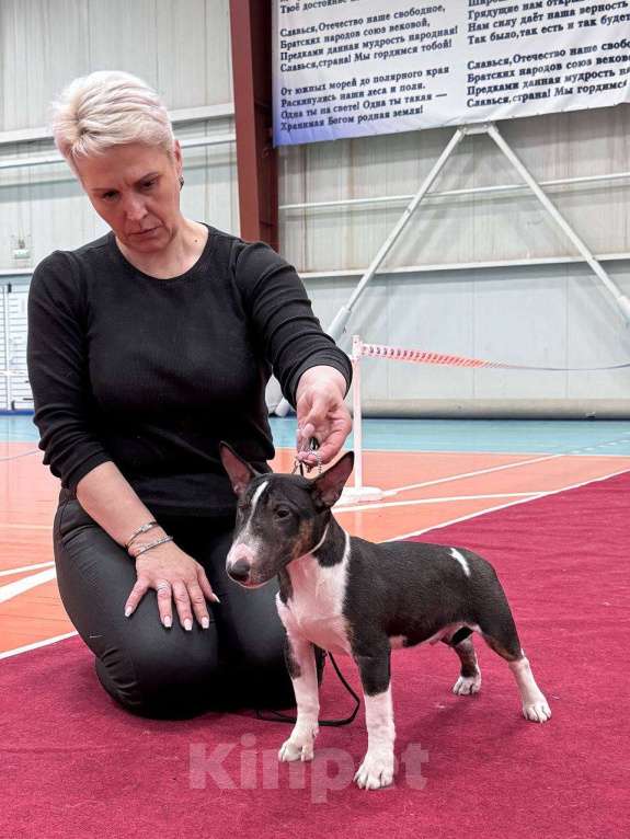 Собаки в Пензе: Продам Мальчик, 50 000 руб. - фото 1