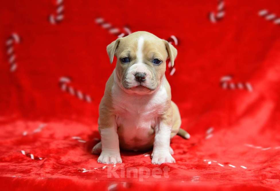 Собаки в Москве: Великолепная принцесса амстафф Девочка, 80 000 руб. - фото 1