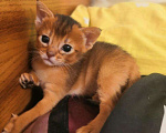 Кошки в Верее: Абиссинский кот. Вязка., 3 000 руб. - фото 9
