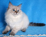 Кошки в Москве: Голубоглазые невские котята Мальчик, 45 000 руб. - фото 2