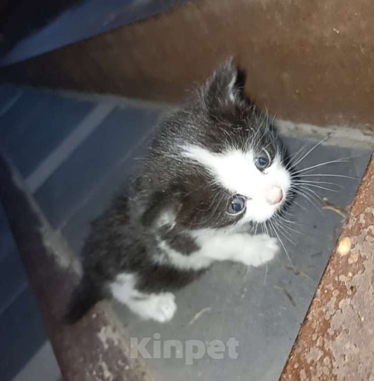 Кошки в других городах Московской области: Пушистая девочка 3 недели Девочка, Бесплатно - фото 2