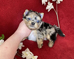Собаки в Москве: Йорк с двумя голубыми глазами мальчик блю мерле Мальчик, 120 000 руб. - фото 4
