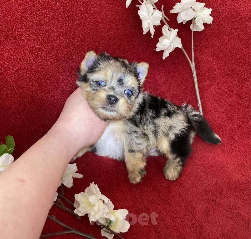 Собаки в Москве: Йорк с двумя голубыми глазами мальчик блю мерле Мальчик, 120 000 руб. - фото 4